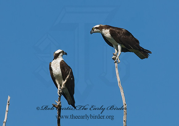 Pandion haliaetus  OSPREY 7011888z