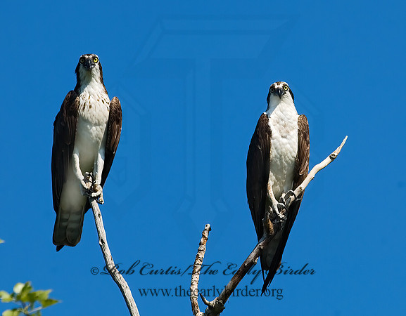 Pandion haliaetus  OSPREY 7011923z