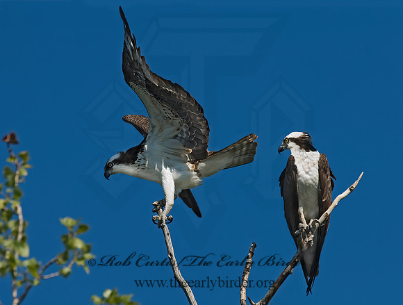 Pandion haliaetus  OSPREY 7011946z