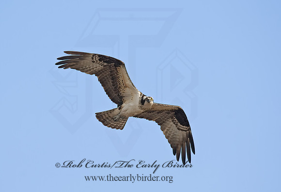 Pandion haliaetus  OSPREY 8002209z