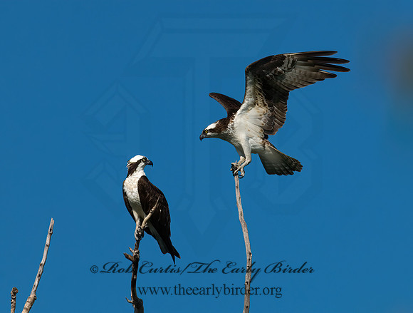 Pandion haliaetus  OSPREY 7011887z