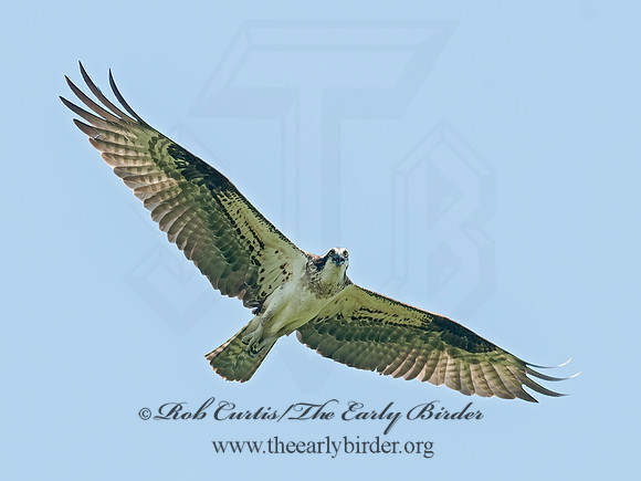 Pandion haliaetus  OSPREY 8028684z