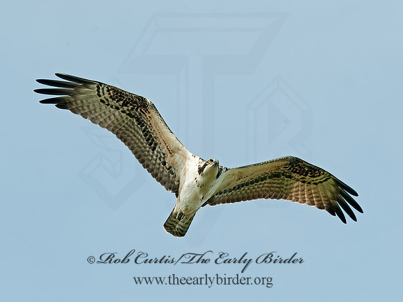 Pandion haliaetus  OSPREY 8029245z
