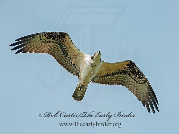 Pandion haliaetus  OSPREY 8029246z