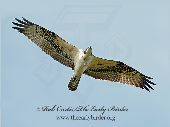 Pandion haliaetus  OSPREY 8029247z