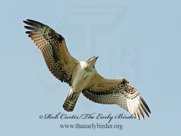 Pandion haliaetus  OSPREY 8029248z