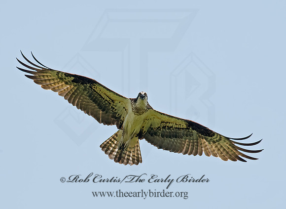 Pandion haliaetus  OSPREY 9001817z