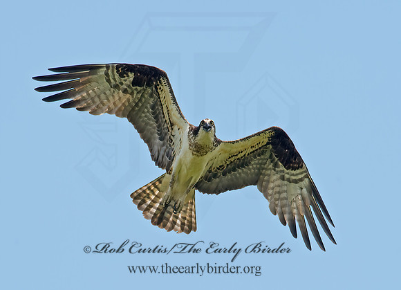 Pandion haliaetus  OSPREY 9001818z