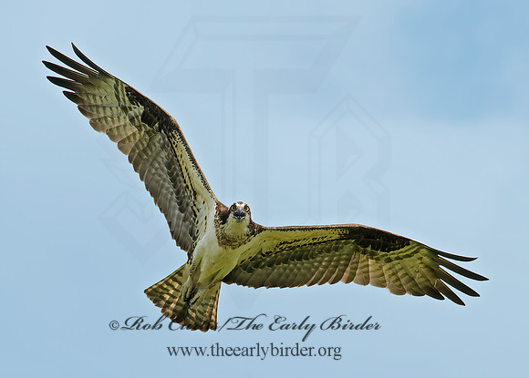 Pandion haliaetus  OSPREY 9001866z