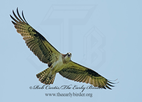 Pandion haliaetus  OSPREY 9001868z