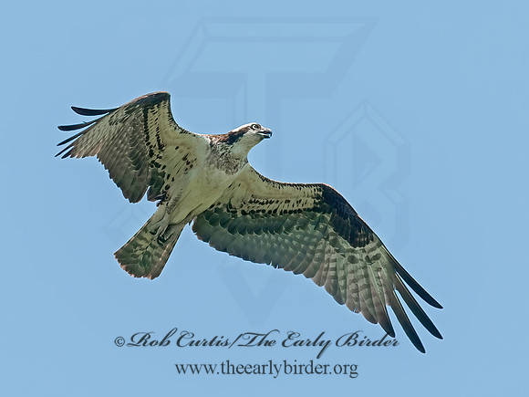 Pandion haliaetus  OSPREY 8028678z