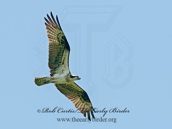 Pandion haliaetus  OSPREY 8028687z