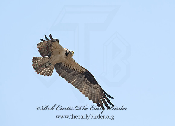 Pandion haliaetus  OSPREY 8002233z