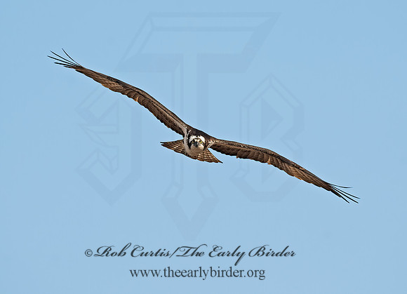 Pandion haliaetus  OSPREY 8002205z