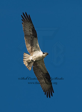 Pandion haliaetus  OSPREY 6027918z