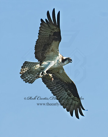 Pandion haliaetus  OSPREY 7011875z