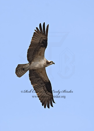 Pandion haliaetus  OSPREY 8002246z