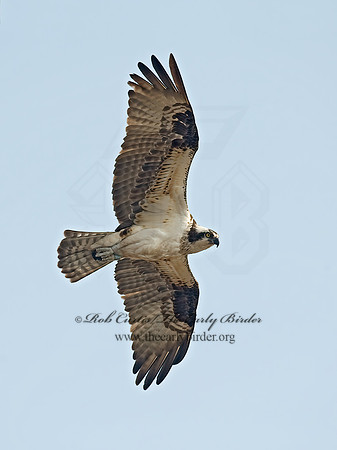 Pandion haliaetus  OSPREY 8002221z