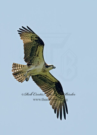 Pandion haliaetus  OSPREY 9001823z
