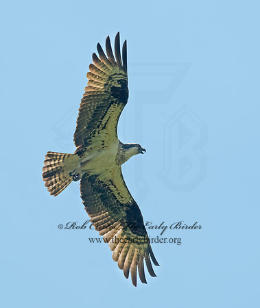 Pandion haliaetus  OSPREY 9001812z