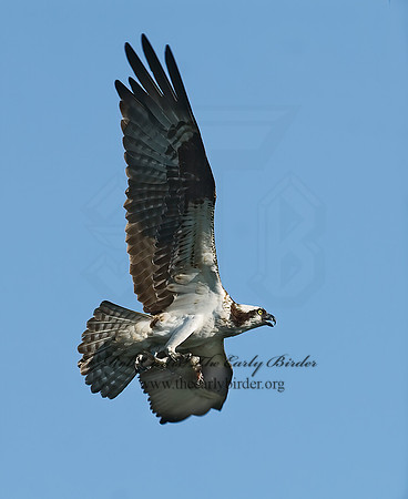 Pandion haliaetus  OSPREY 7011876z