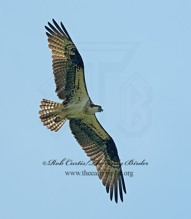 Pandion haliaetus  OSPREY 9001840z