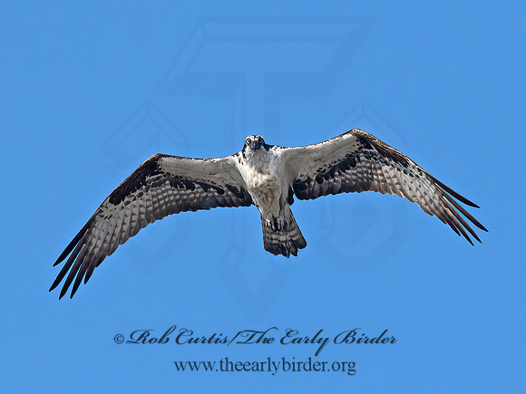 Pandion haliaetus  OSPREY 6036785z