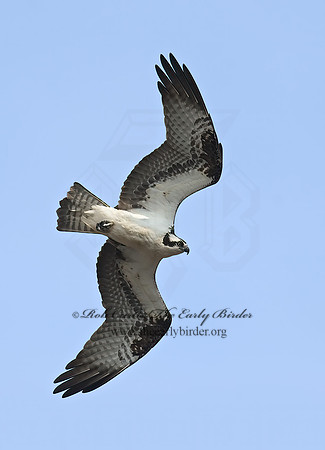 Pandion haliaetus  OSPREY 8002303z