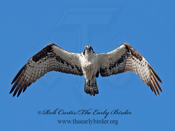 Pandion haliaetus  OSPREY 6036787z