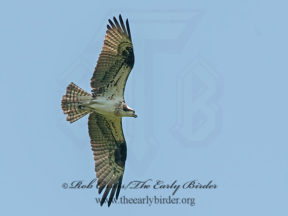 Pandion haliaetus  OSPREY 8028676z