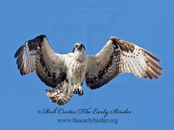 Pandion haliaetus  OSPREY 6036792z