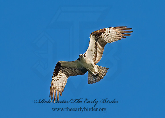 Pandion haliaetus  OSPREY 6027930z