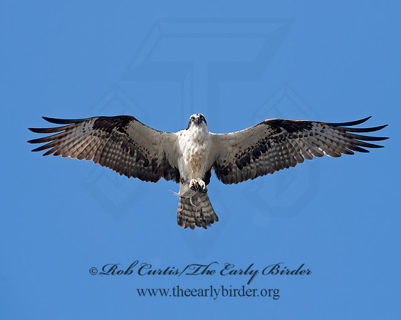 Pandion haliaetus  OSPREY 6036791z