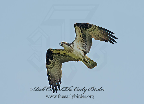 Pandion haliaetus  OSPREY 9001848z