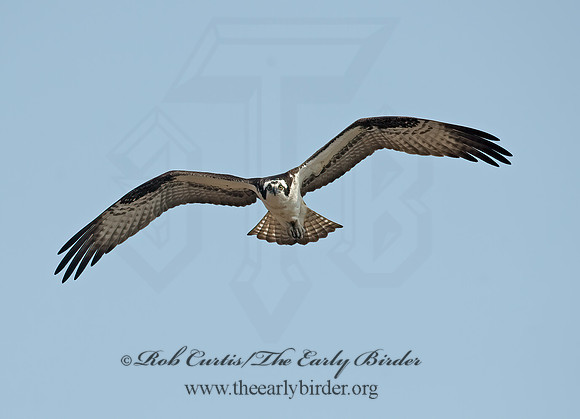 Pandion haliaetus  OSPREY 8002287z