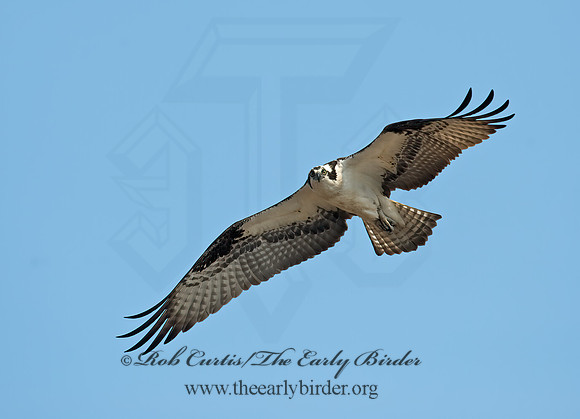 Pandion haliaetus  OSPREY 8002288z