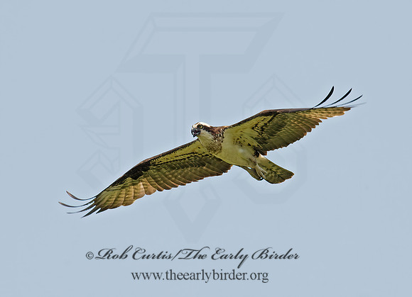 Pandion haliaetus  OSPREY 9001842z