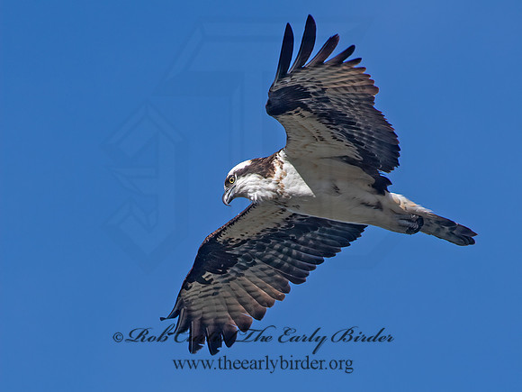 Pandion haliaetus  OSPREY 6036853z