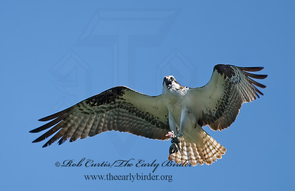 Pandion haliaetus  OSPREY 7011826z