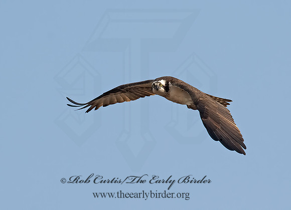 Pandion haliaetus  OSPREY 8002223z