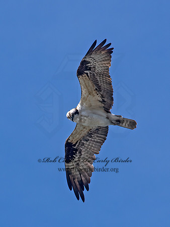 Pandion haliaetus  OSPREY 6036867z