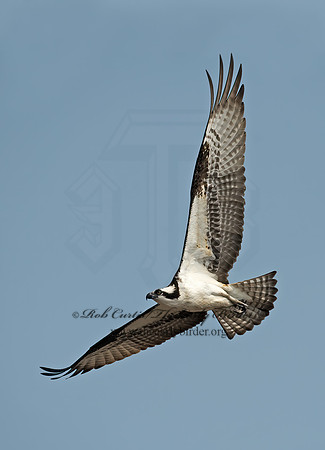 Pandion haliaetus  OSPREY 8002298z