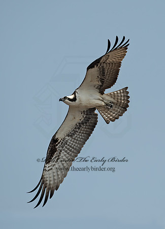 Pandion haliaetus  OSPREY 8002299z
