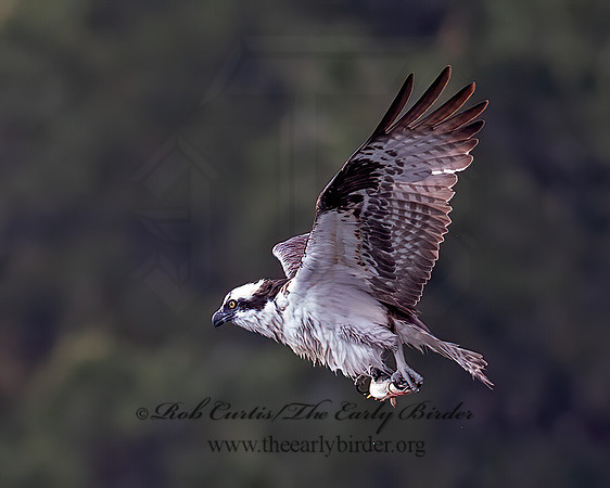Pandion haliaetus  OSPREY 6036797z