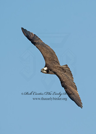 Pandion haliaetus  OSPREY 8002204z