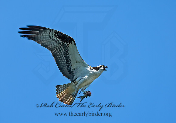 Pandion haliaetus  OSPREY 6027911z