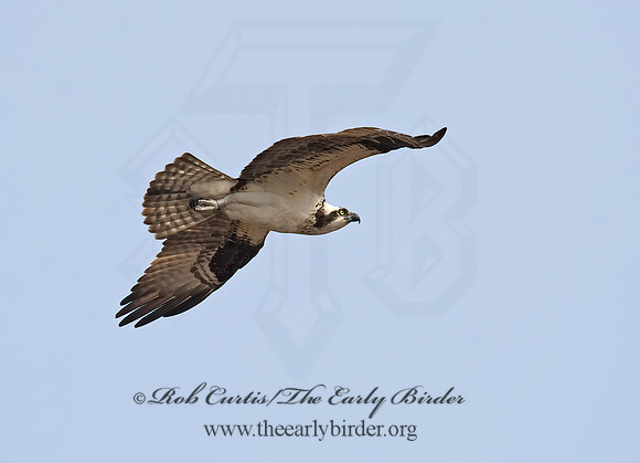 Pandion haliaetus  OSPREY 8002250z