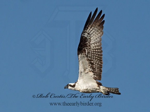 Pandion haliaetus  OSPREY 6036780z