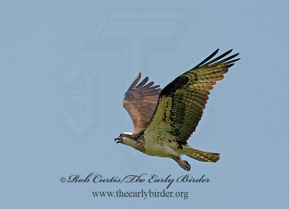 Pandion haliaetus  OSPREY 9001827z