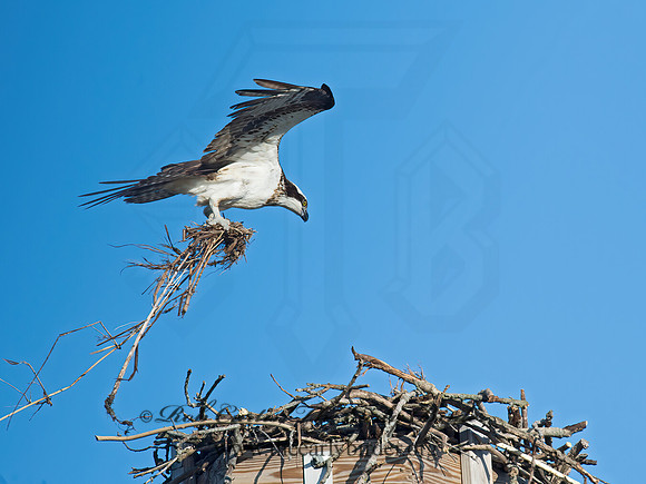 Pandion haliaetus  OSPREY 9021077z